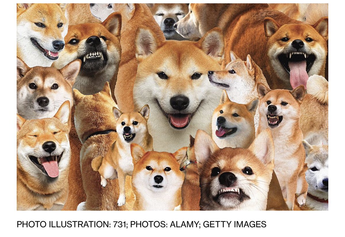 I invest in crypto like I bet on horses: it’s all in the name. The Shiba Inu breed has always been a favorite because they’re so darn cute &amp; have a unique name.