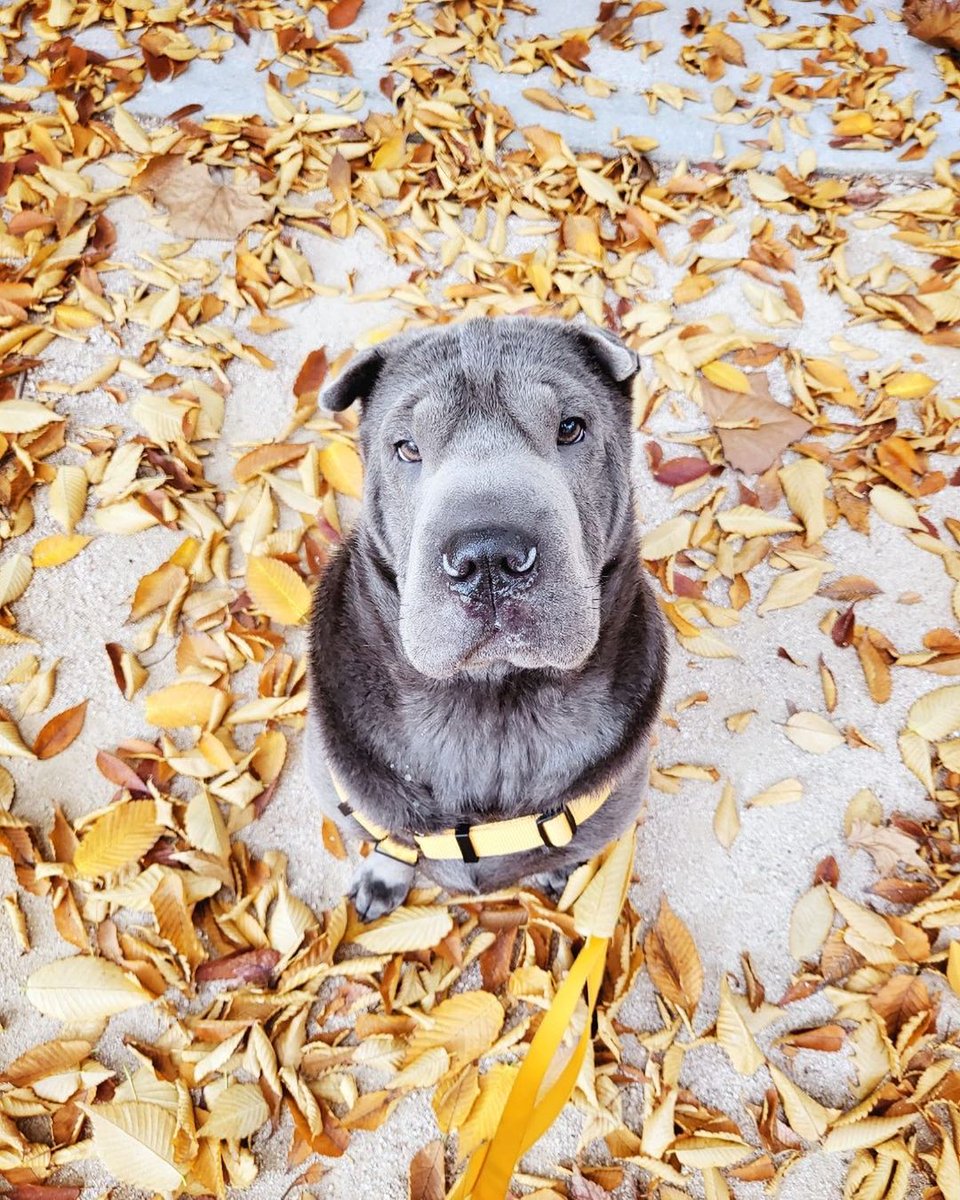VAVNews2015's tweet photo. 211106 cash_mini_vampz IG update
"Cash is enjoying the autumn 🍂
.
.
#캐시 #CASH #BlueSharpei #Sharpei"
@VavCash https://t.co/bS5OZROn7p