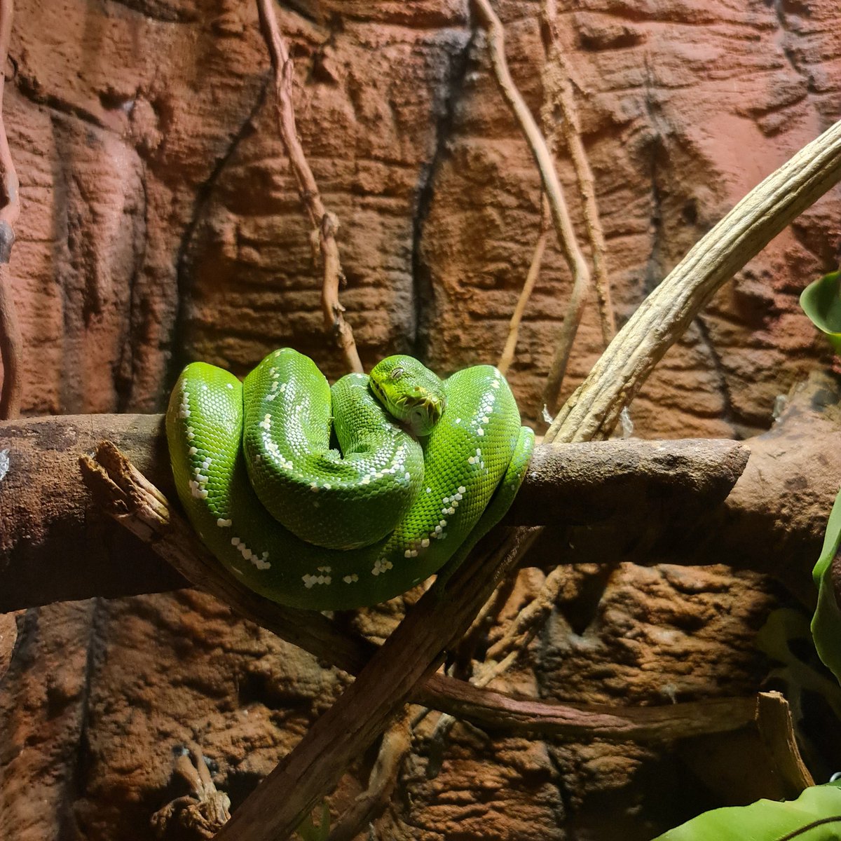 dead_scape's tweet photo. Morelia Viridis 🐍

Shoot with my Samsung Galaxy Note 20 Ultra

#MoreliaViridis #GreenTreePython #Python #Pythonidae #Snake #Reptile #Predator #Carnivora #Animal #Nature #Zoo #Photo #PhotoOfTheDay #Explore #Adventure #AnimalLovers #Holiday #Weekend #WonderfulIndonesia https://t.co/KUb4ChF4b2