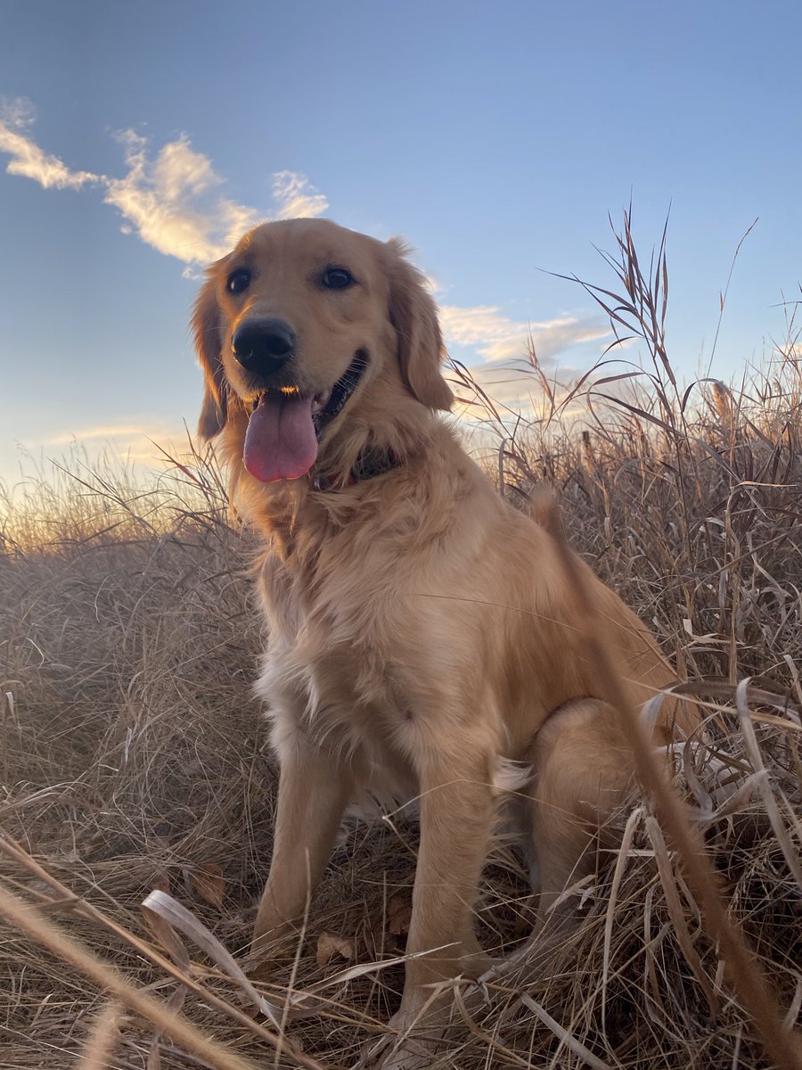 Golden Retrievers don’t retrieve gold.
They don’t need to.
Their hearts are made of the stuff.