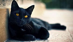 pacocatt's tweet photo. URGENTE. De Huellas Invisibles Almansa.
El gatito ROU de dos meses tiene Panleucopemia y necesita urgentemente una transfusión de sangre de un gato que haya superado la panleucopemia felina hace menos de seis meses. ROU tiene dos meses y su vida depende de esta transfusión. https://t.co/IC52tzwmVh