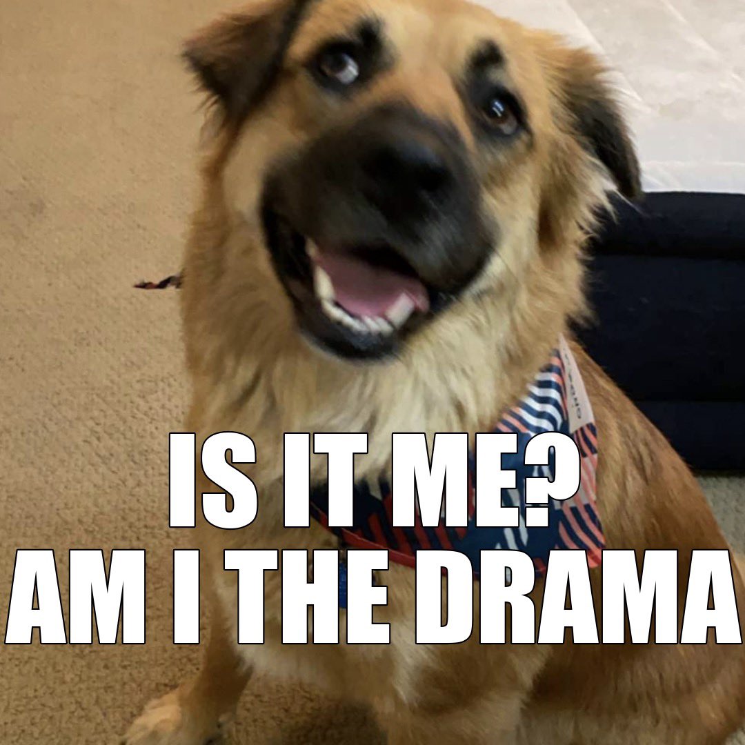 torrininjacat's tweet photo. #MCO335 tell me why my dog has the audacity to look at me like this when I say no more treats. #dramadoggo #DogsofTwittter https://t.co/ckI9dTPPCi