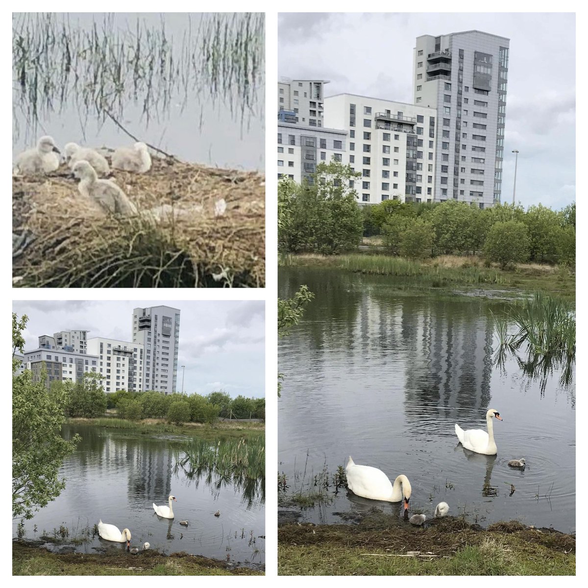 1/2 Following #cygnet’s death on the Victoria Swing bridge on either 22/10 or 23/10, #SOSLeith arranged for an autopsy to be carried out. The bird suffered severe blunt trauma causing fracture and haemorrhage. 

#Edinburgh #muteswan #wildlife #Leith