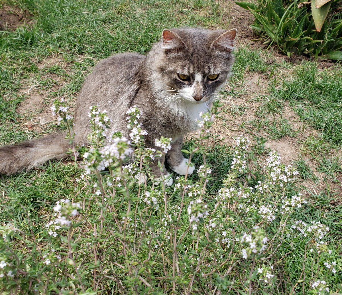 RochiFigueroa9's tweet photo. Hola! Encontramos este gatito en san miguel, es macho y tiene al rededor de 8 meses. Es re cariñoso pero esta super triste xq extraña a la familia. Si alguien sabe algo me puede hablar al priv y me ayudarian mucho compartiendo para q pueda encontrar a su familia. https://t.co/VVCcL8pXBx