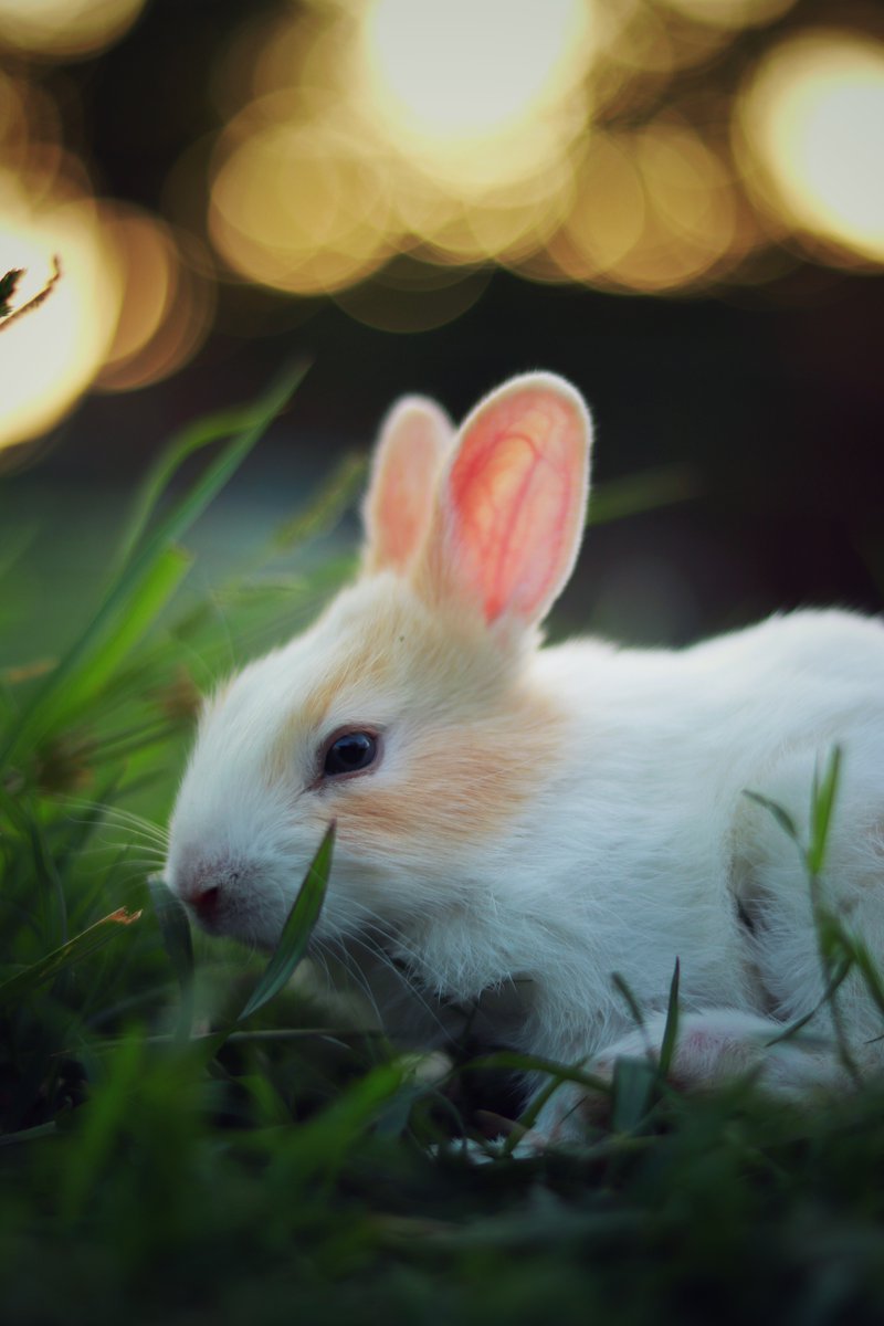 Rabbits do NOT belong in labs. 

Re-tweet if you agree!