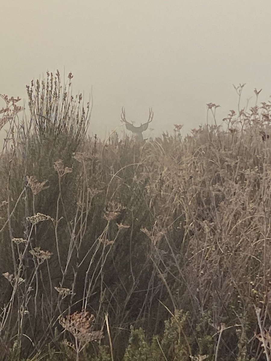 Too bad it’s not mule deer season.