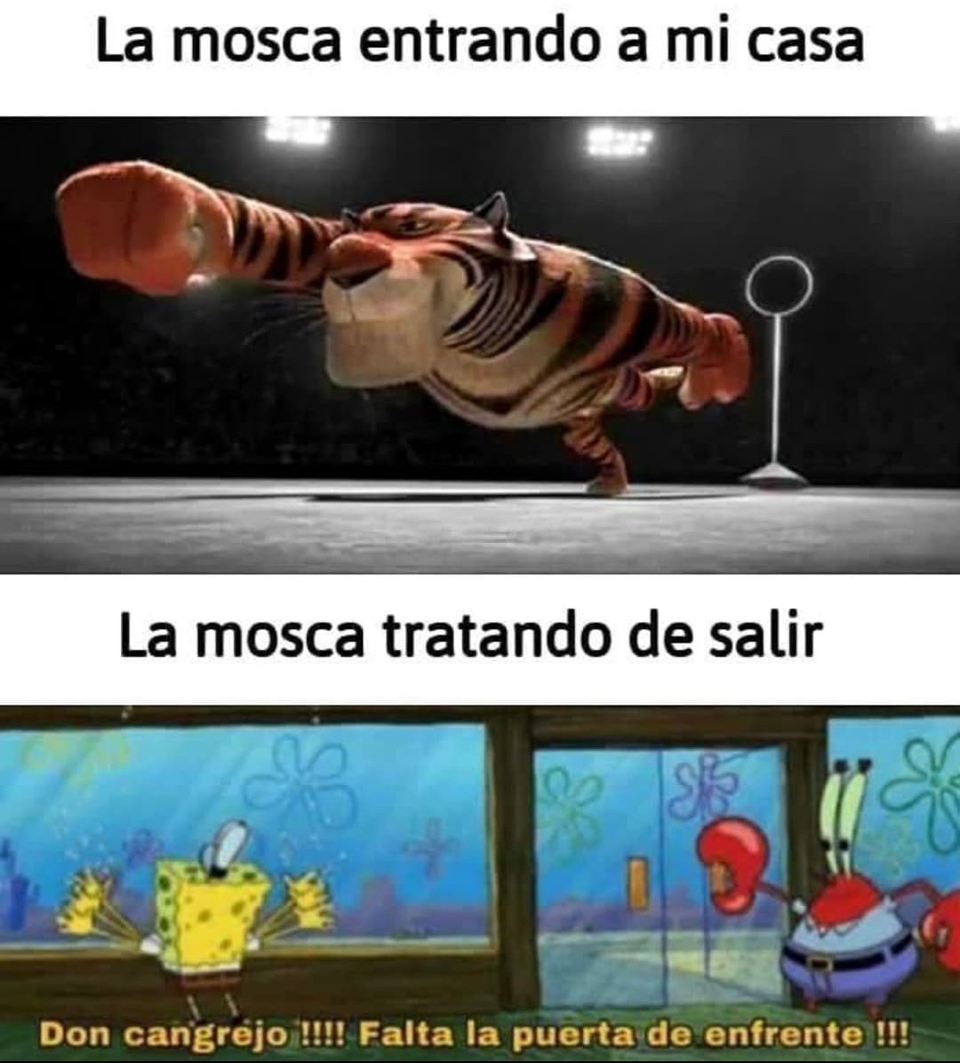 mosca boluda