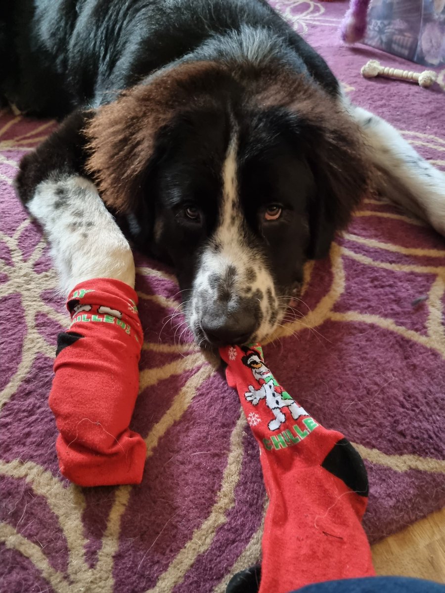 Will one sock do mum? I prefer to eat them! #dogsoftwitter #PhotoChallenge2021November #siriusanimalrescue