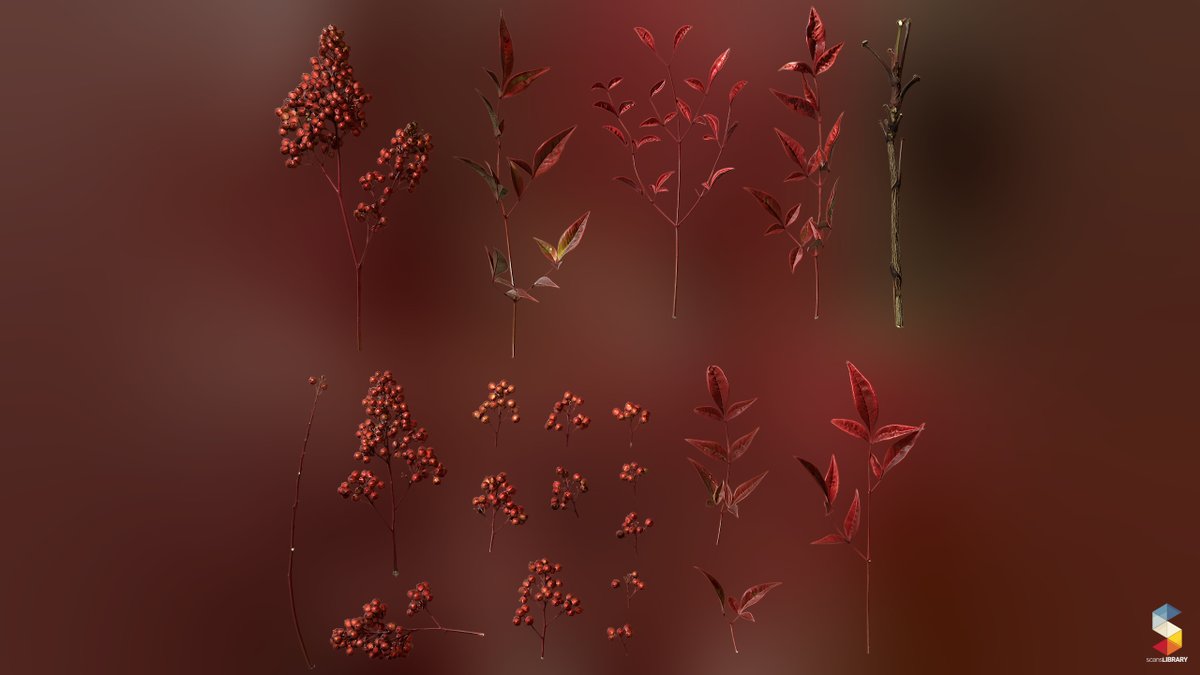 ScansLibrary's tweet photo. NEW / Nandina domestica
https://t.co/q2O1M72GEs
#gamedev #GameArt #scanslibrary #scandata #photogrammetry #environmentart #UE5 #digitalart #cgi #3dmodeling #GameDeveloper https://t.co/xXTndypxUh
