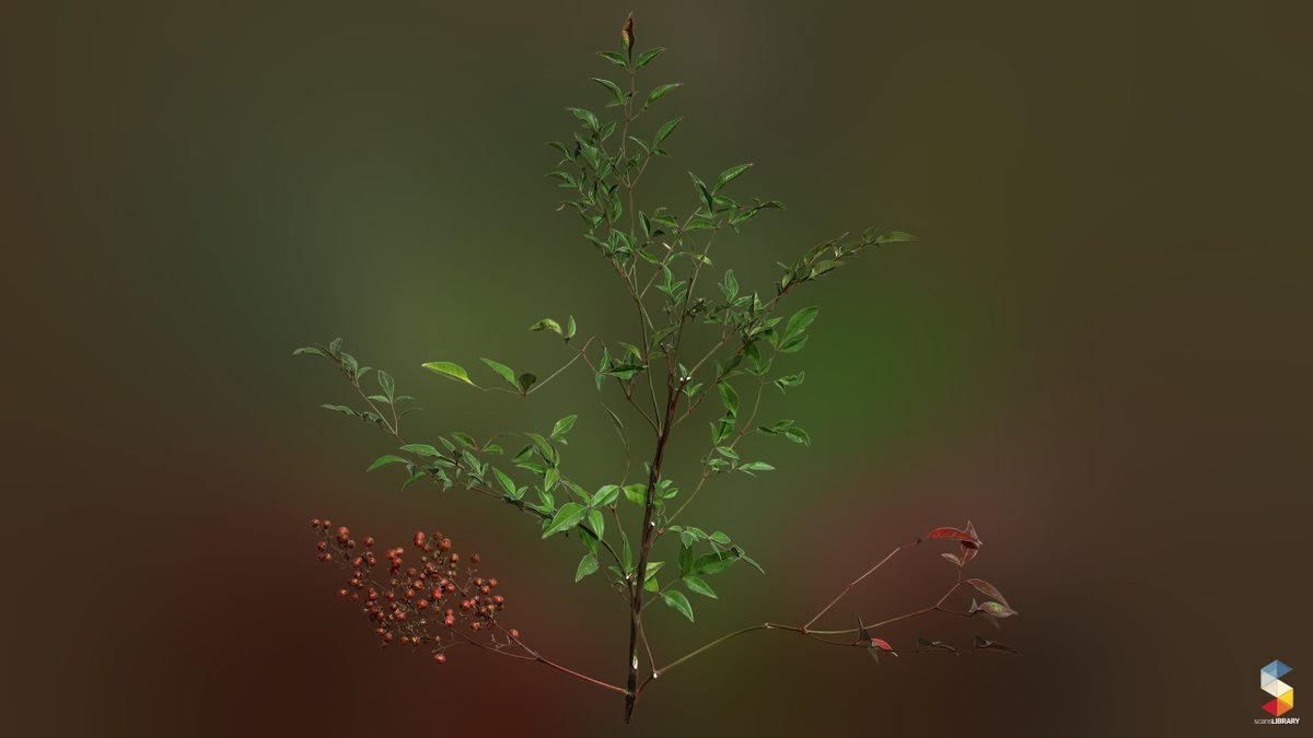 ScansLibrary's tweet photo. NEW / Nandina domestica
https://t.co/q2O1M72GEs
#gamedev #GameArt #scanslibrary #scandata #photogrammetry #environmentart #UE5 #digitalart #cgi #3dmodeling #GameDeveloper https://t.co/xXTndypxUh