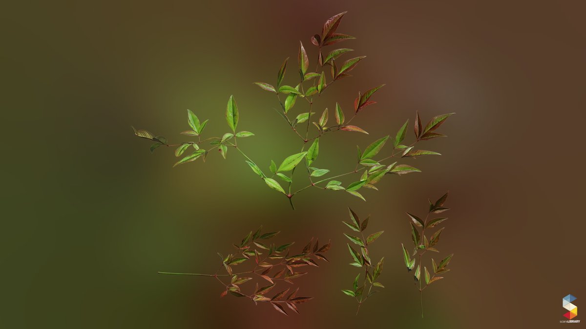 ScansLibrary's tweet photo. NEW / Nandina domestica
https://t.co/q2O1M72GEs
#gamedev #GameArt #scanslibrary #scandata #photogrammetry #environmentart #UE5 #digitalart #cgi #3dmodeling #GameDeveloper https://t.co/xXTndypxUh