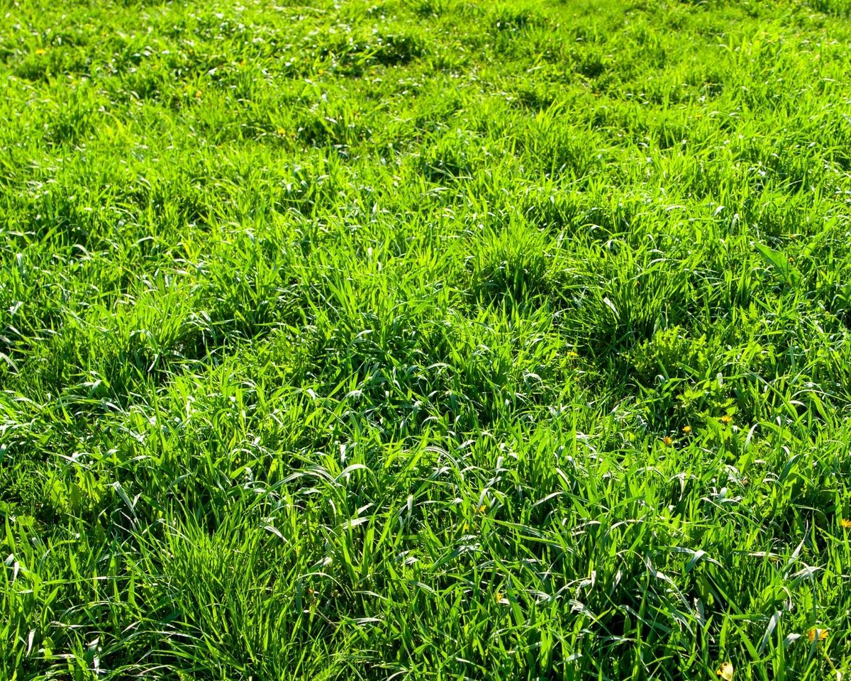 GE_Landscaping's tweet photo. If you’re looking for a luxurious lawn this coming winter, now is the perfect time for our winter rye and/or fescue installation. Book an appointment with us today through our website or call 1-855-7-GOGREAT https://t.co/L6fNns9vcP