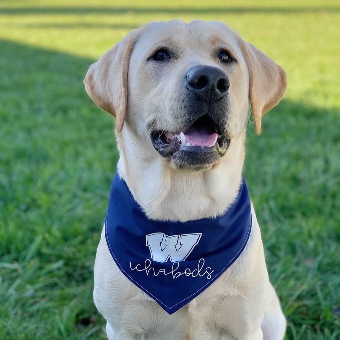 IchaDogs tweet media