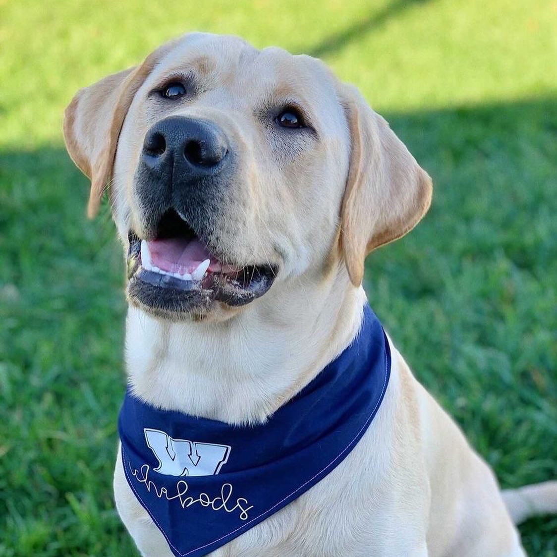 IchaDogs tweet media