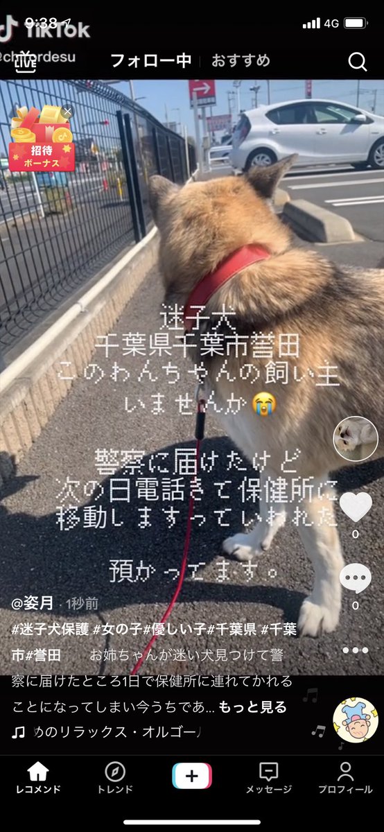 uvertakuya_c's tweet photo. 千葉県千葉市誉田でこの女の子のわんちゃん見つけて、警察に預けた所保健所に連れてかれてしまうと言っていったので現在私の家で預かっています。

何か知ってる方や見たことある方、飼い主さんの方、とにかくなんでもいいので知ってる方がいらっしゃいましたらコメントよろしくお願いします。 https://t.co/MyP81A7NQl