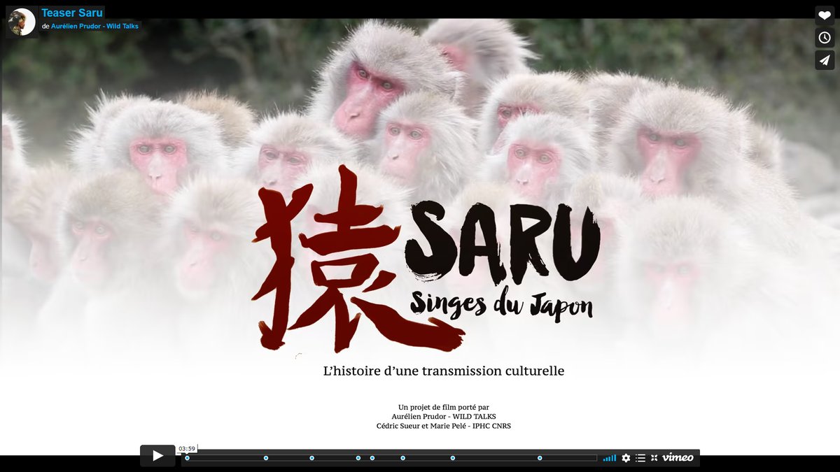 Cédric Sueur - Les Péripéties d'un primatologue tweet media