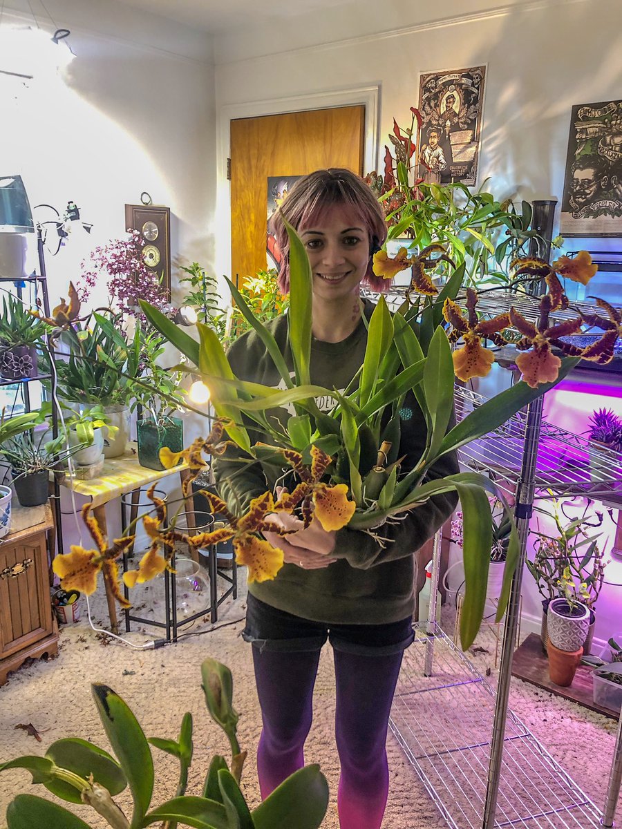 Reorganizing plant room when I should be doing homework.

Them: Don’t do to girl it’s not worth it. 

Me: I’m not gonna do it I’m just thinking about it.

(4hours later homework untouched 😔)

Me:…I did it. 

#plants #orchids #orquideas #houseplants #planttwitter