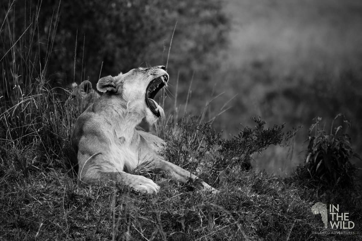 In The Wild tweet media