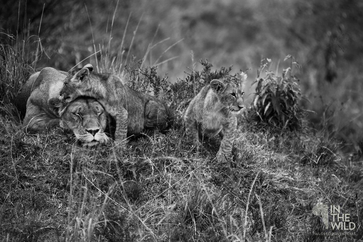 In The Wild tweet media