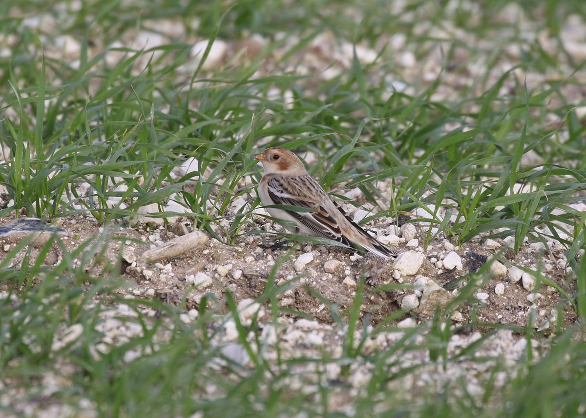 A couple of obliging Snow Buntings at Bockhill today