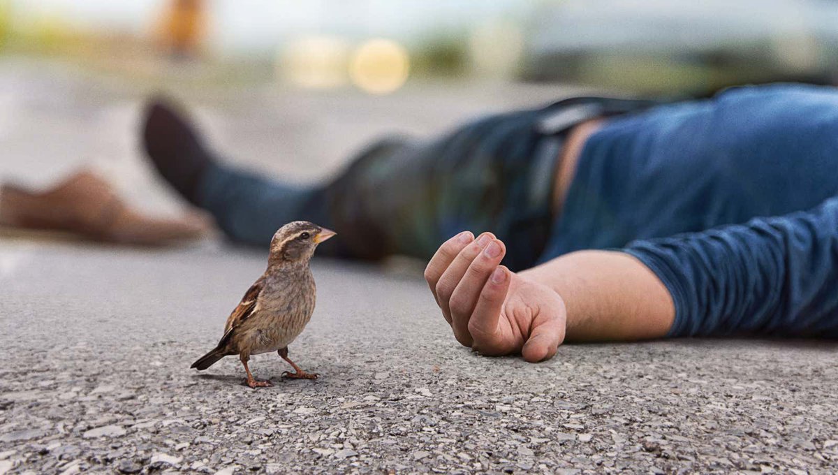 Bird Reflects On Frailty, Impermanence Of Life After Finding Dead Human On Sidewalk bit.ly/3mHmFD1