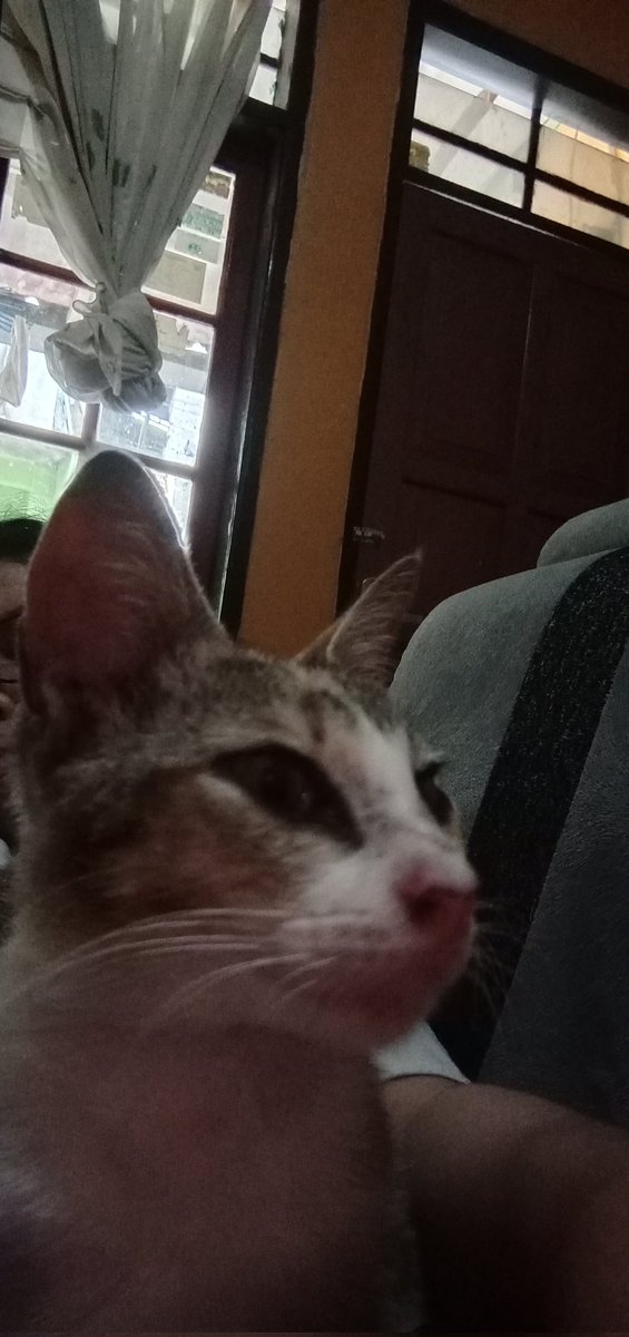 avakucing_'s tweet photo. Sekalian ngejenguk geulis sama si bocil https://t.co/jD4aoH1zEB