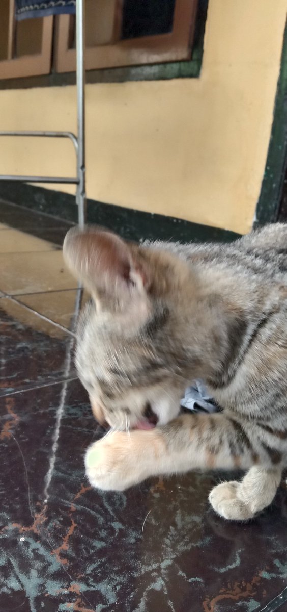 avakucing_'s tweet photo. Sekalian ngejenguk geulis sama si bocil https://t.co/jD4aoH1zEB