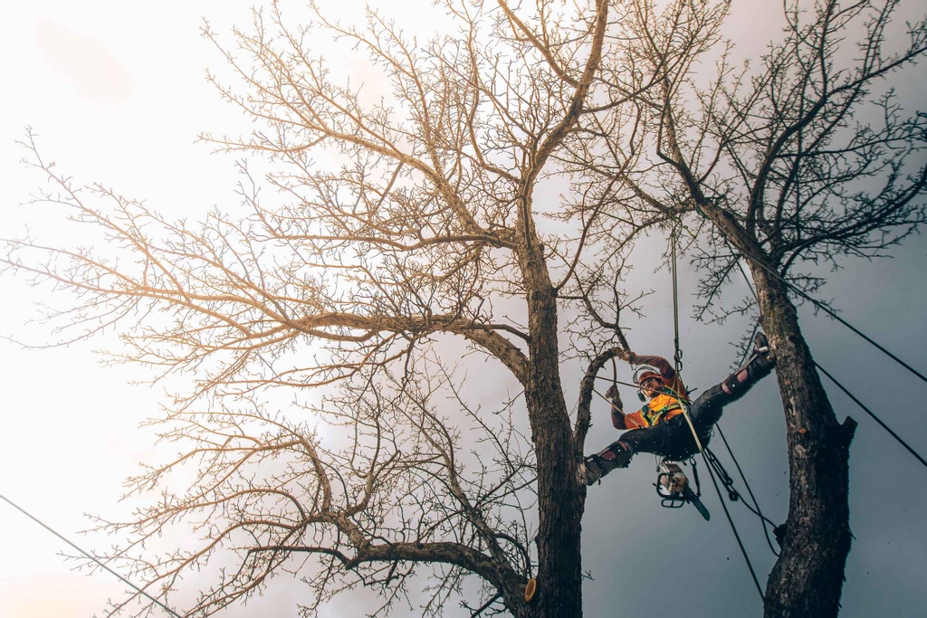 vincerutter's tweet photo. David making the splits look easy, mid apple tree removal.
📷@sansadvocate
#VanDamme
#treebiz #arblife
#tbay
#thunderbayontario https://t.co/YaGFAfrSZj