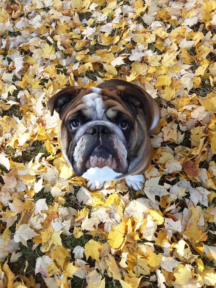 BruceTheBulldo3's tweet photo. I'm loving the fall colors 🤩 https://t.co/R7VdZlq2Ez