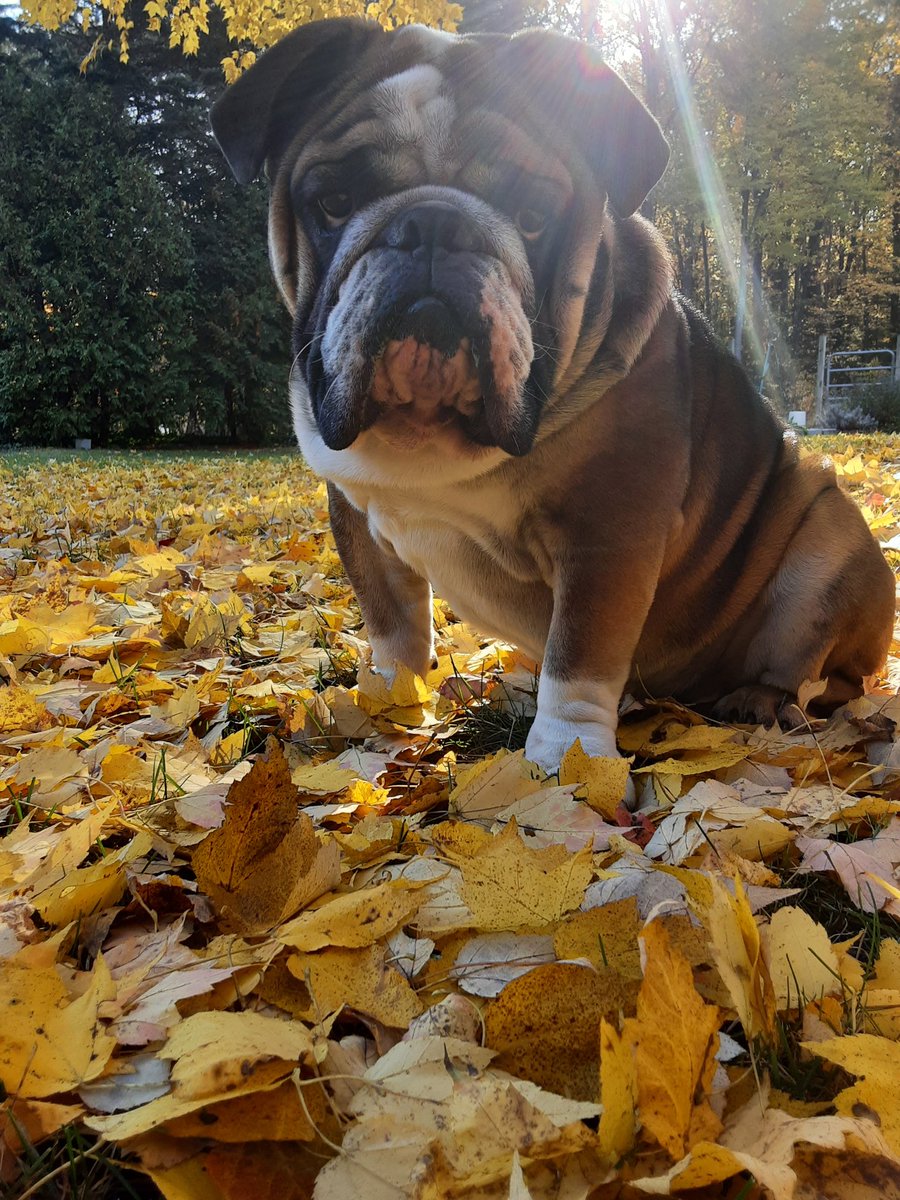 BruceTheBulldo3's tweet photo. I'm loving the fall colors 🤩 https://t.co/R7VdZlq2Ez