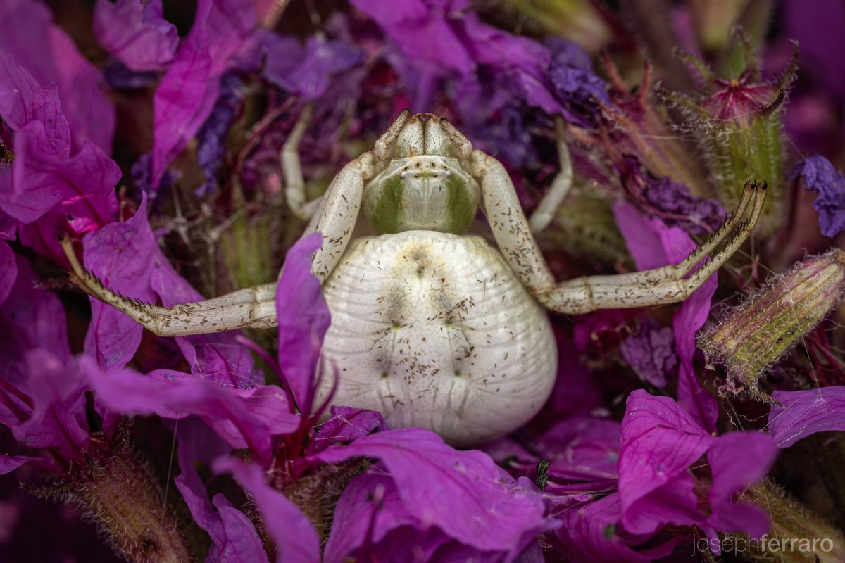 A lovely crab spider hanging out at the Belle Isle Nature Center earlier this fall. Next to jumping spiders, these are my favorites to find.
