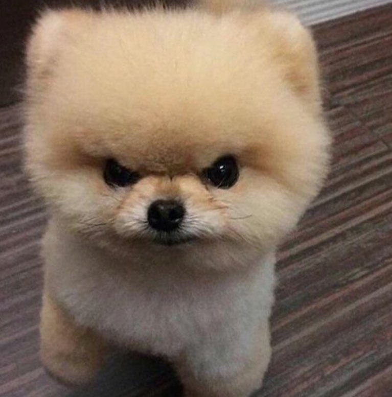 louis as dogs (@iouisdoggies) on Twitter photo 