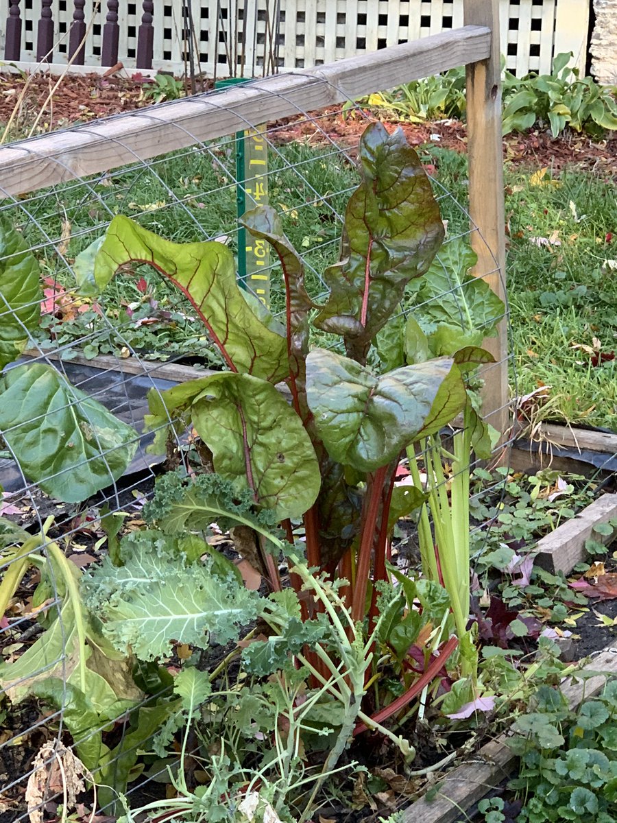 Nov. 6 and so many things still growing! #MySaintPaul