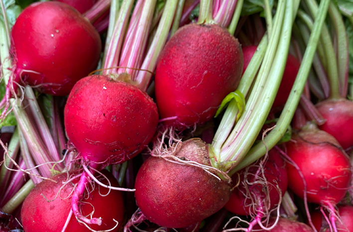 joegardener's tweet photo. Adding #beets to the #garden can also add a lot of variety to your plate. From roasting, boiling, to grilling, beets are diverse and easy to #grow. If you are looking to add beets to your garden, check out my latest #growguide. https://t.co/ENBs4x0xAF https://t.co/aiwLsT0Gnb