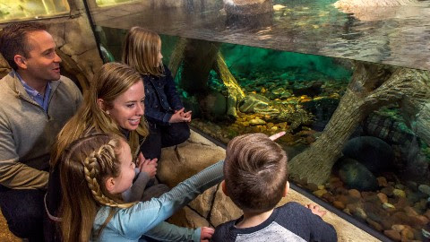 SEALIFE AT MALL OF AMERICA | Explore a Rainforest This Winter! 
Minnesota’s Biggest aquarium offers amazing adventures through the vines and beneath the waves no matter the weather!
#sealife #moa #aquarium
https://t.co/cc7iWf5RlM https://t.co/g2v6Xa0C5w