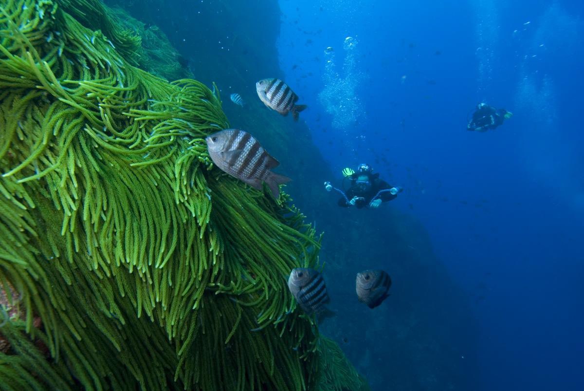 govbrazil's tweet photo. At #COP26, Brazil stated that seeking knowledge and fostering the debate about the ocean is key to mitigate and adapt in face of climate change. Through maritime space planning and order, Brazil envisages the growing use of our #BlueAmazon resources in a sustainable way. https://t.co/HQbVqflD73