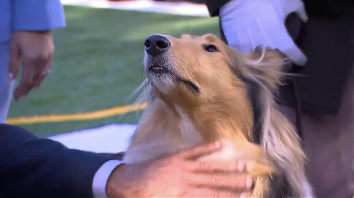 BarstoolU's tweet photo. People don’t talk about Reveille enough ❤️ @BarstoolTexasAM https://t.co/cqVAXmLJGK