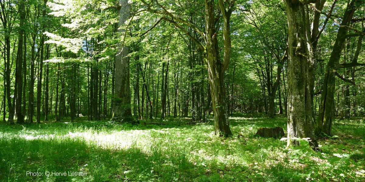 IUCN's tweet photo. New report: To keep global warming below 1.5°C, a significant contribution from Nature-based Solutions is necessary and possible 

https://t.co/8NdHulNjUS @unep #cop26 #NaturePositive https://t.co/dv04zKeiNv
