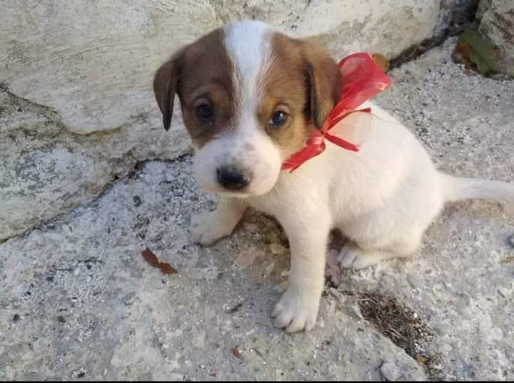 filia_fg's tweet image. Μπέλλα: Αυτά τα πατουσάκια ψάχνουν το σπίτι τους.
2 μηνών ακριβώς και αναμένεται να γίνει γυρω στα 15 κιλά.
Όποιος ενδιαφέρεται μπορεί να καλέσει στο 
☎️694 252 3268 
ώρες 10-1 και 6-8 
Δίνεται στις περιοχές Αίγιο-Πάτρα-Αθήνα