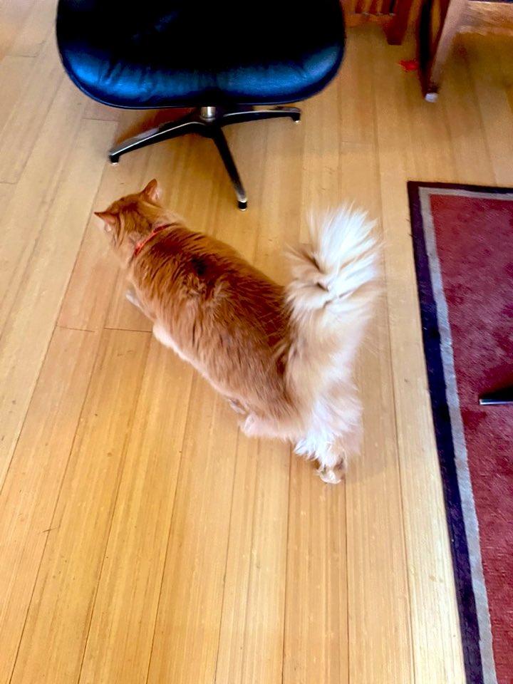 Boulderchick's tweet photo. Just cattin around #CatsOfTwitter #TheTail #Caturday https://t.co/4edBoHWu4s