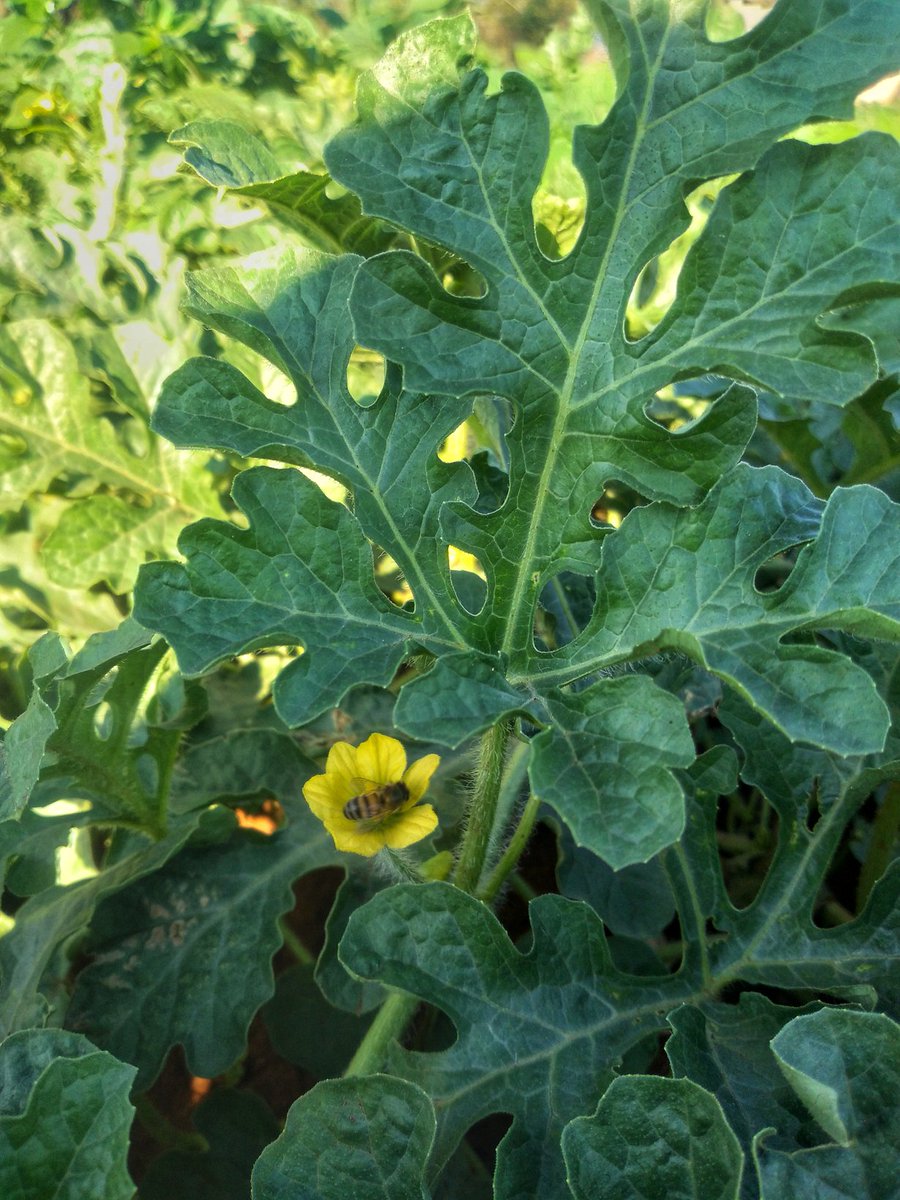 munya_chichevo's tweet photo. Sometimes I just Go into my field to Appreciate Nature.. Guess what I found!!! 

Bees at work could be the best feeling for a curcubit farmer

#save_the_Bees Sustain Generation 
#ZimAgricRising https://t.co/0w1kC1TTBr
