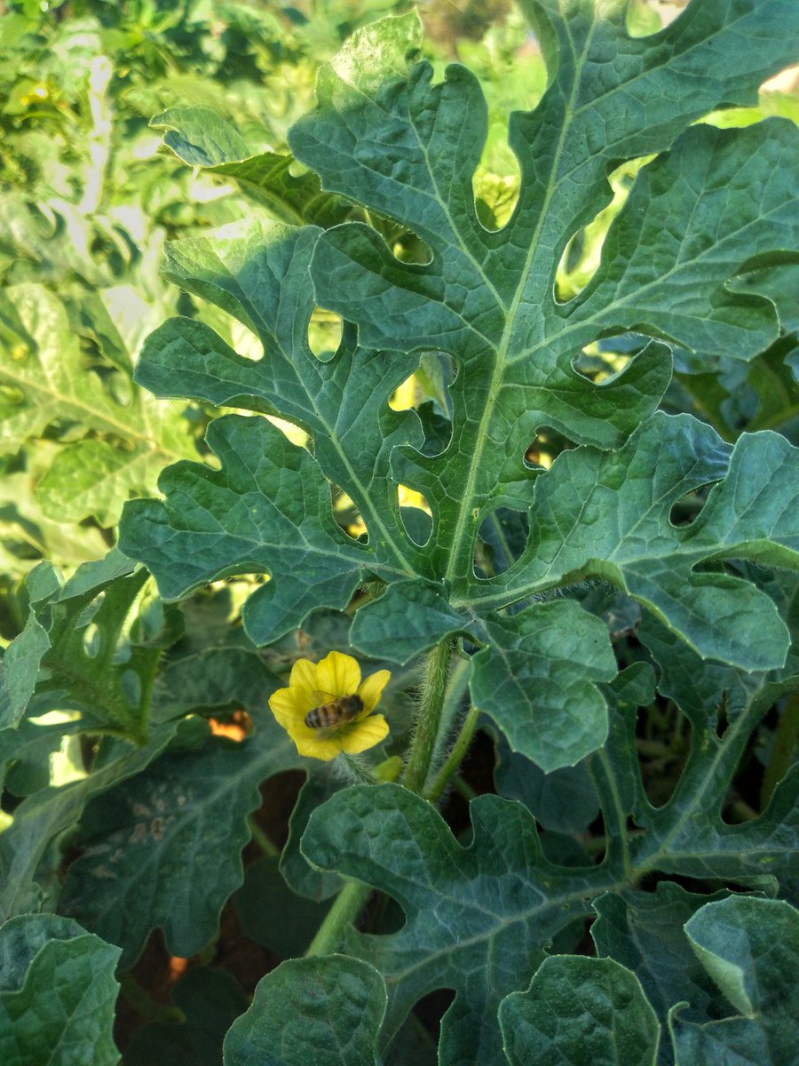 Sometimes I just Go into my field to Appreciate Nature.. Guess what I found!!! 

Bees at work could be the best feeling for a curcubit farmer

#save_the_Bees Sustain Generation 
#ZimAgricRising