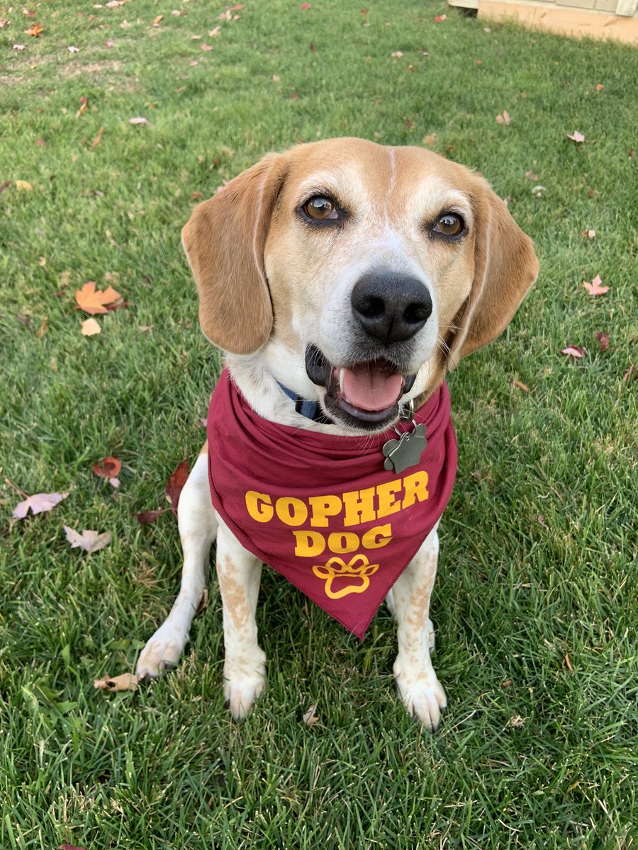 kkern68's tweet photo. go gophers〽️ #GopherGameDay https://t.co/ErD5P4VLNF