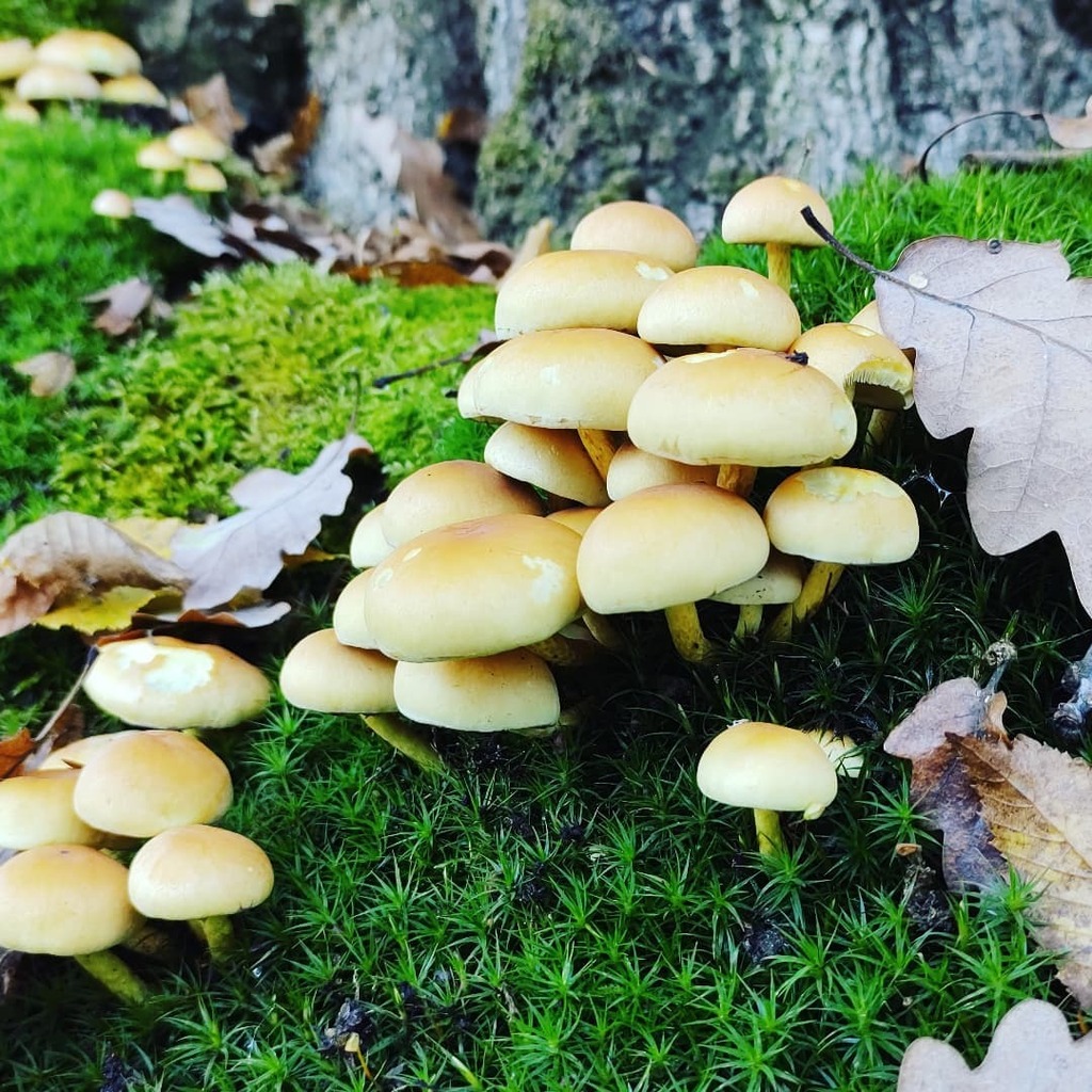 BseMoody's tweet photo. November hike 🍂🍃
#🍄 #🍂 #hike #mushroom #nature #fall #moss #wood #outdoors #autumn #season #flora #leaf #naturephotography #uncultivated #grass #cap #germany #mosel #winter #november #bestoftheday #likeatourist #wood #trees #pictureperfect https://t.co/SUSOPtirYM https://t.co/y4ZS2Fcw3u