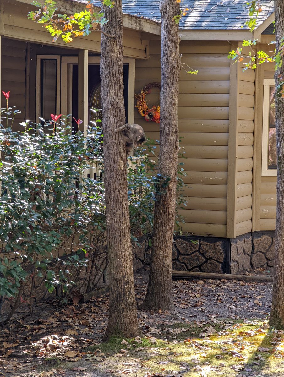 マーク (@kobuta_48) on Twitter photo 