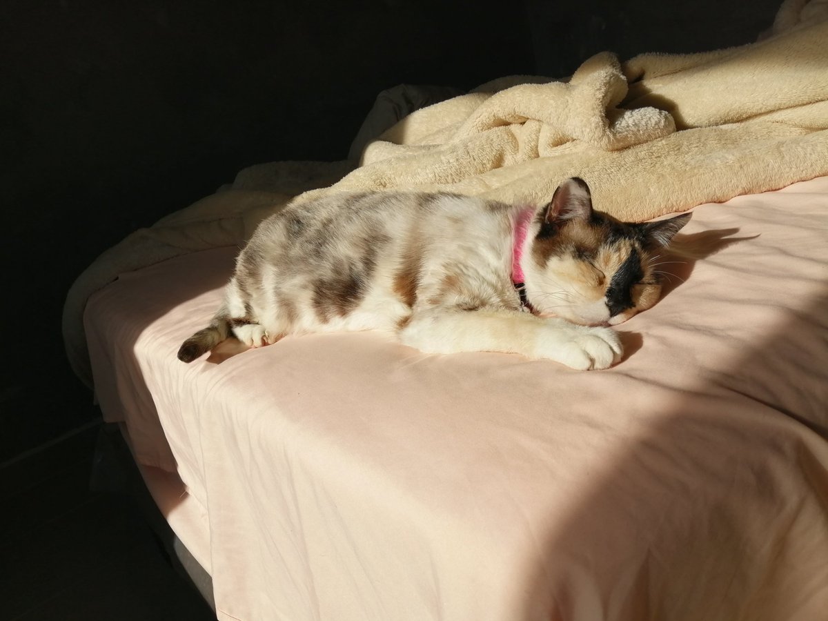 ROXANOVU's tweet photo. Me encanta verte disfrutar el sol ☀#cats mi Ema 🐱 https://t.co/rEpYkddAtb