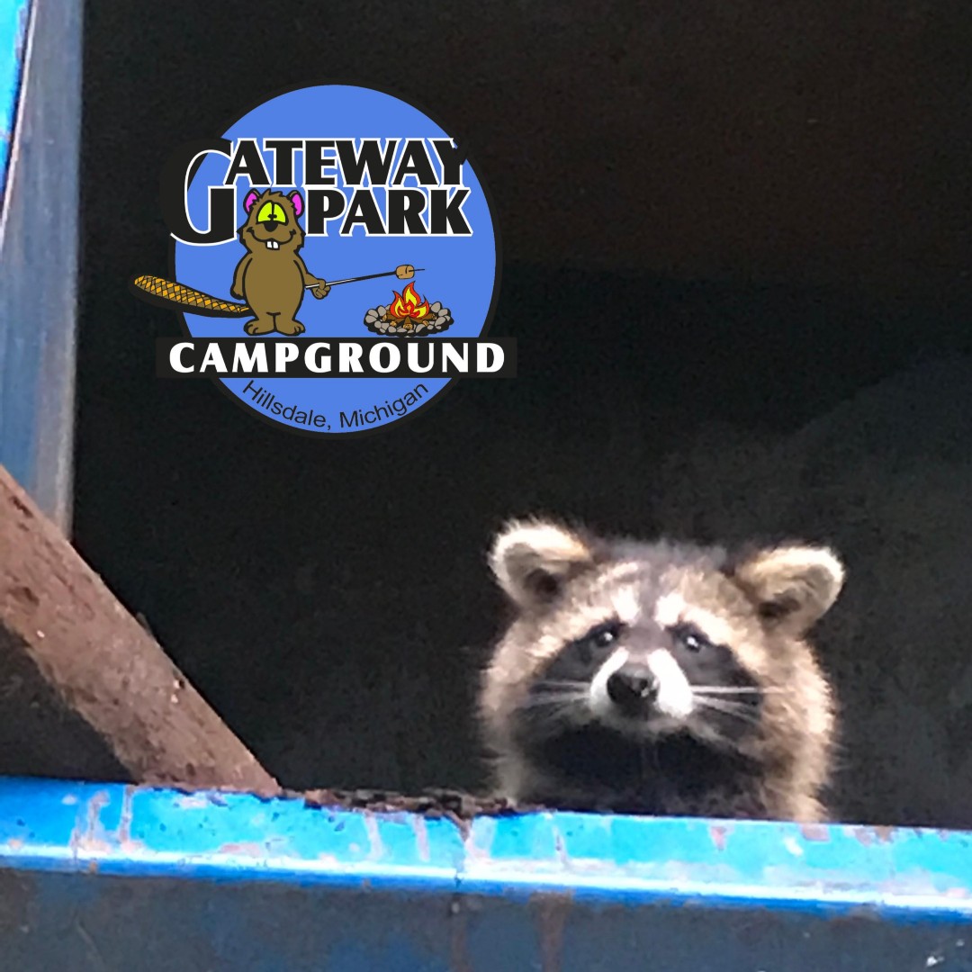 GPC_Fun's tweet image. The GPC Neighborhood Raccoon is wondering where everyone is at.