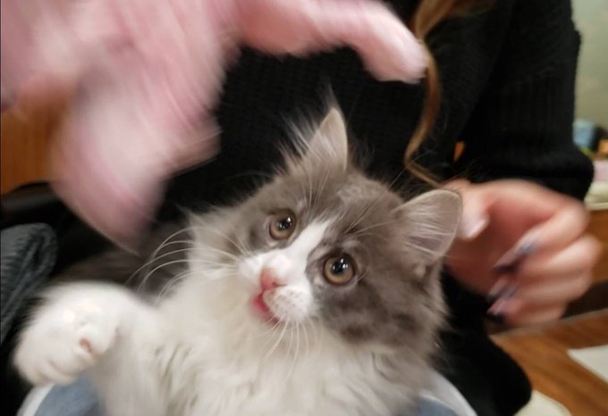 マジミラ初参加だったんですけど、家に帰る頃にはネコチャン3匹目がいました.....マジミラこわい....😌 