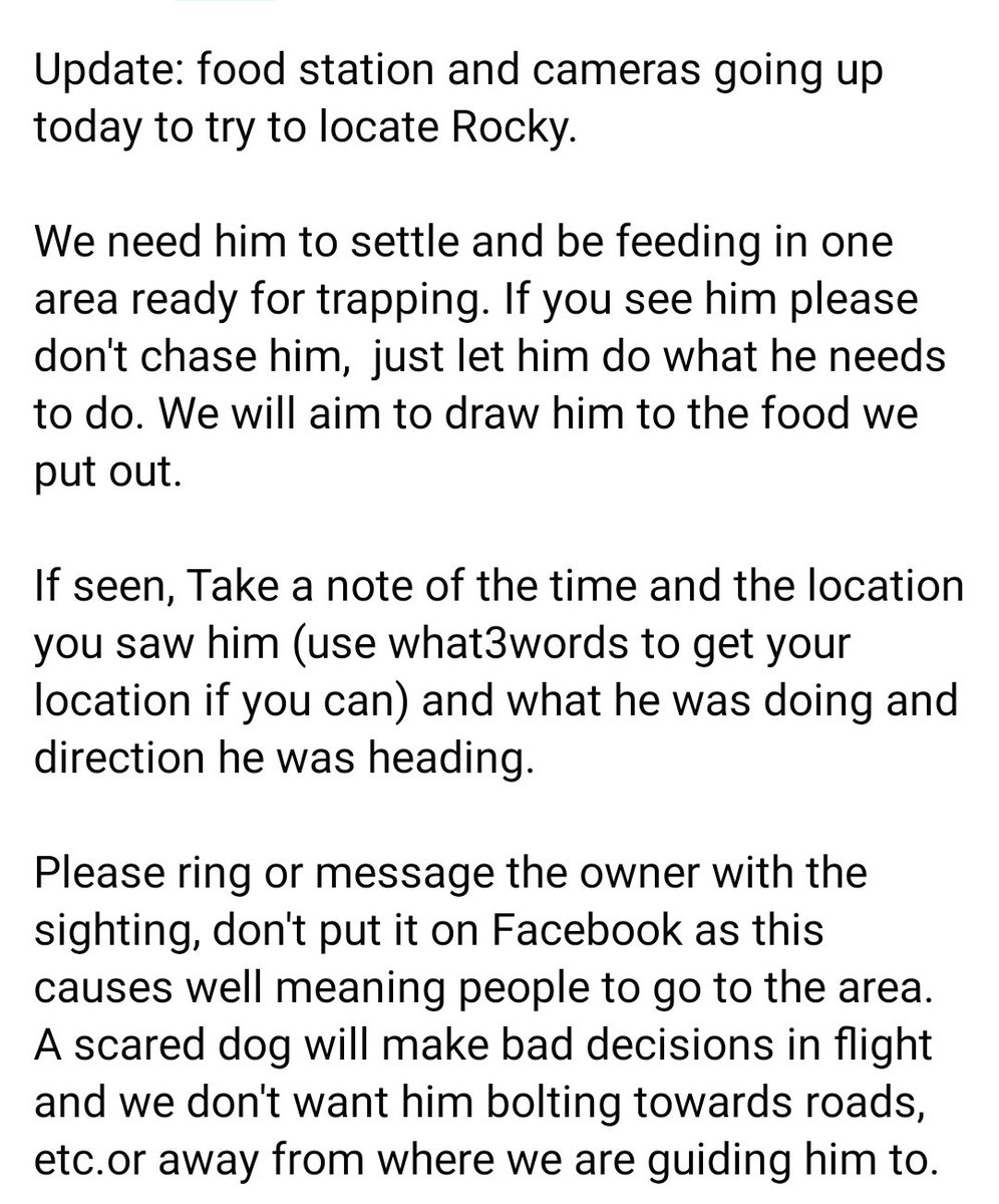 MissingPetsGB's tweet photo. #ROCKY #DONOTCHASE https://t.co/p6bym5nrol