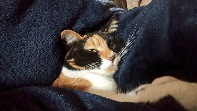 これは目を半開きにして爆睡しているうちのねこ。 